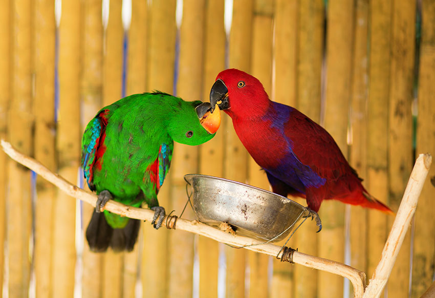 eclectus parrots