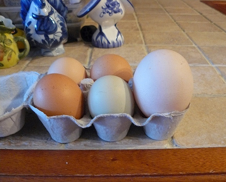 6 eier in einem eierkarton