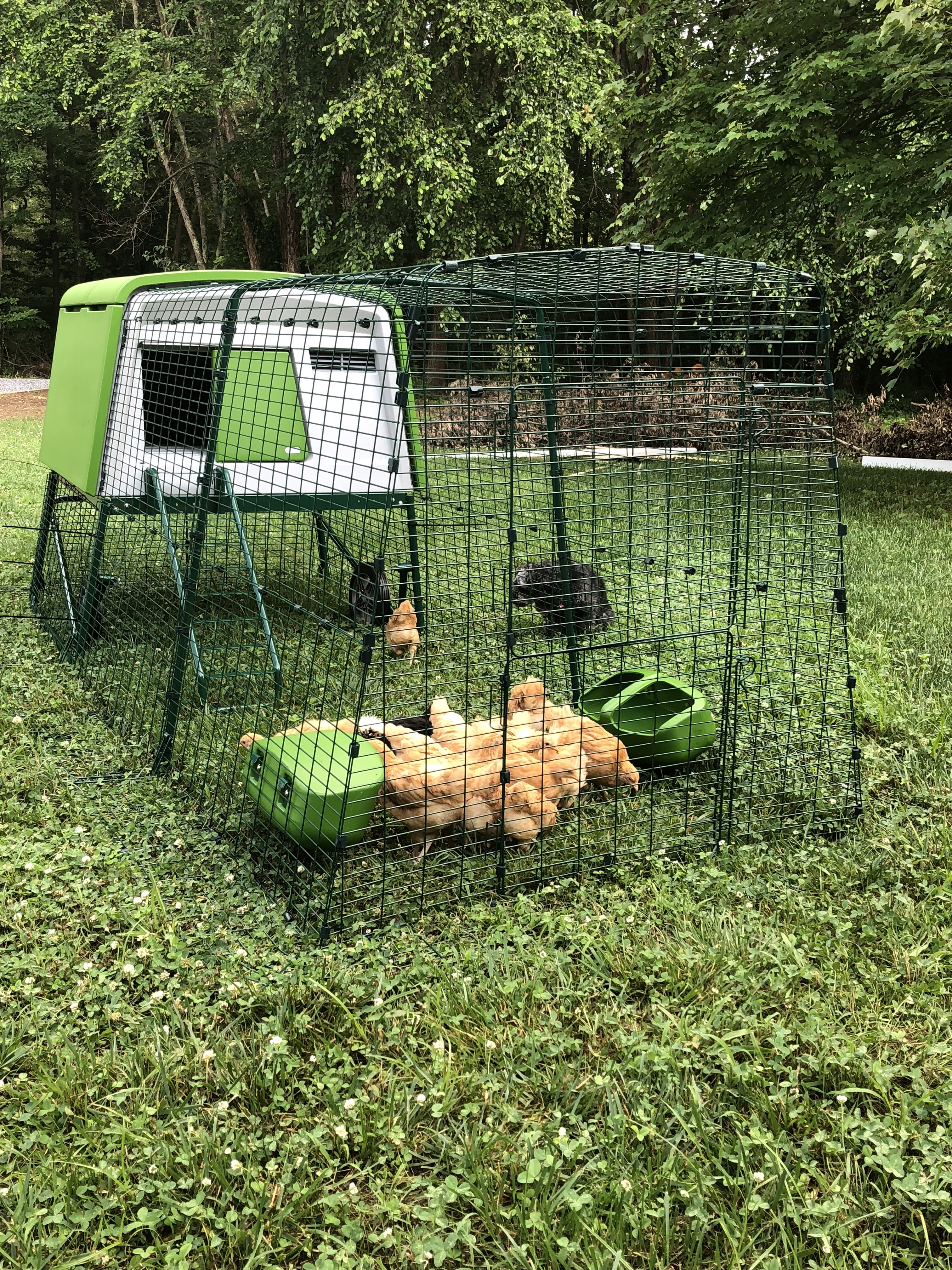 a large green eglu cube chicken coop with a run attached and lots of brown chickens inside