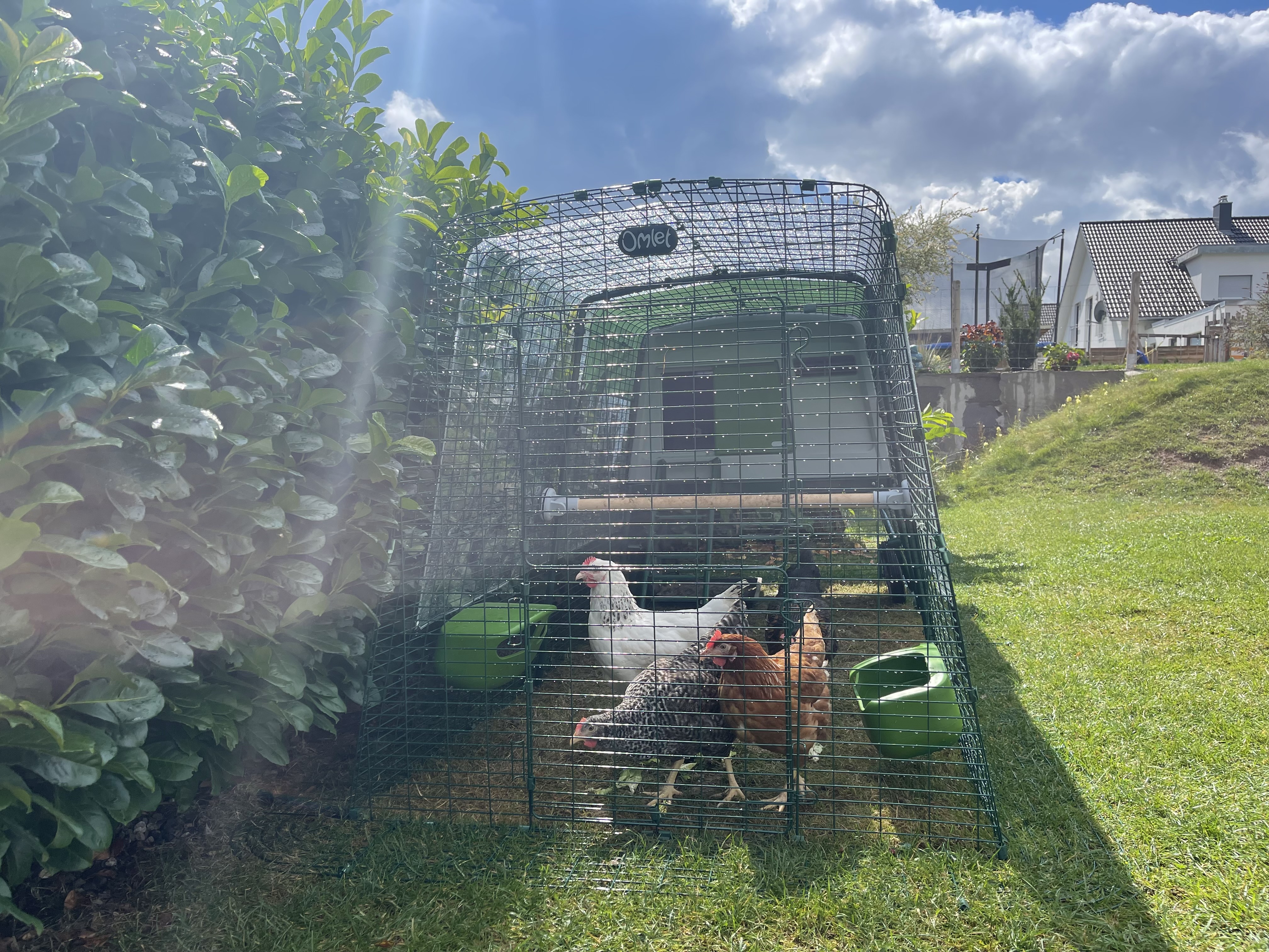 Unas gallinas disfrutando del sol desde su corral