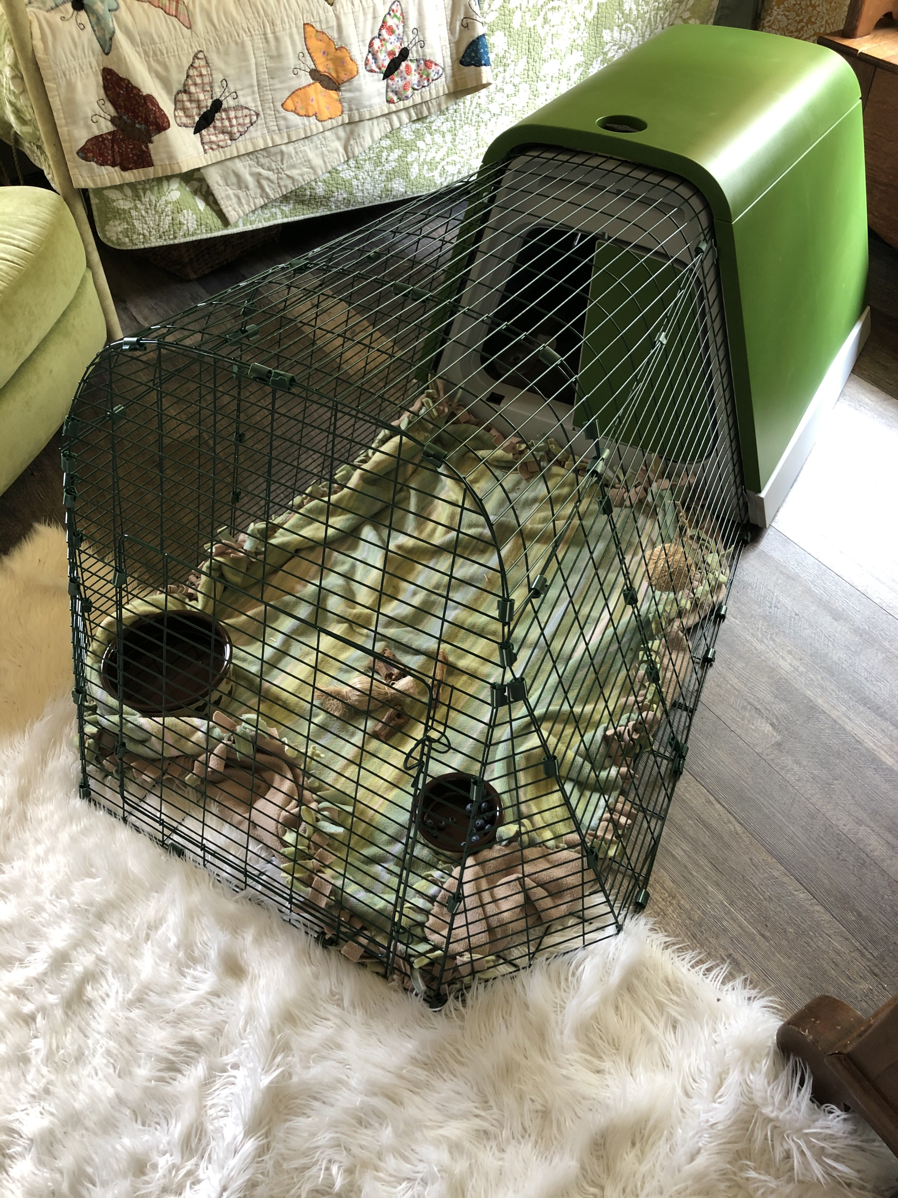 An Eglu Go hutch for guinea pigs setup inside.