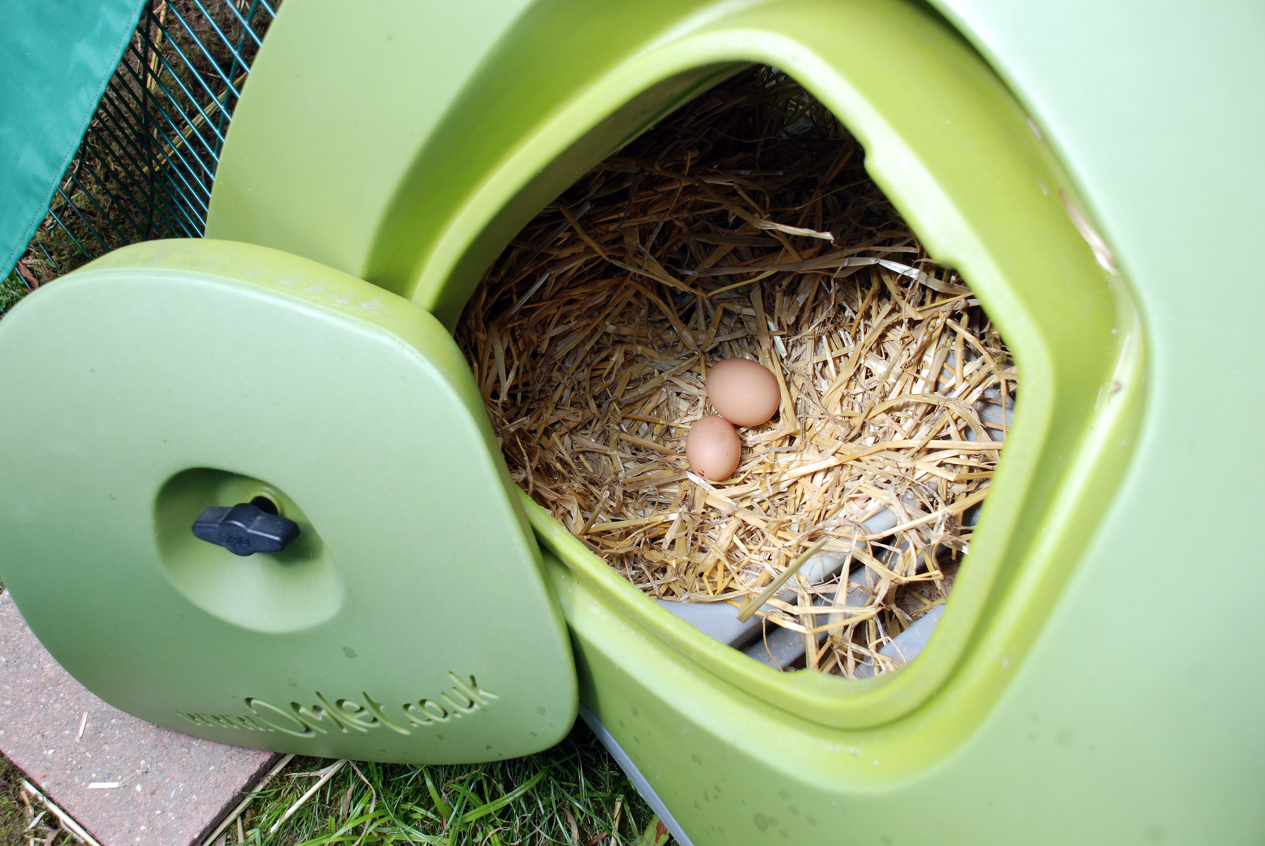 Fiona Watkins liebt es am Morgen ihre frischen Eier aus dem Eglu zu sammeln