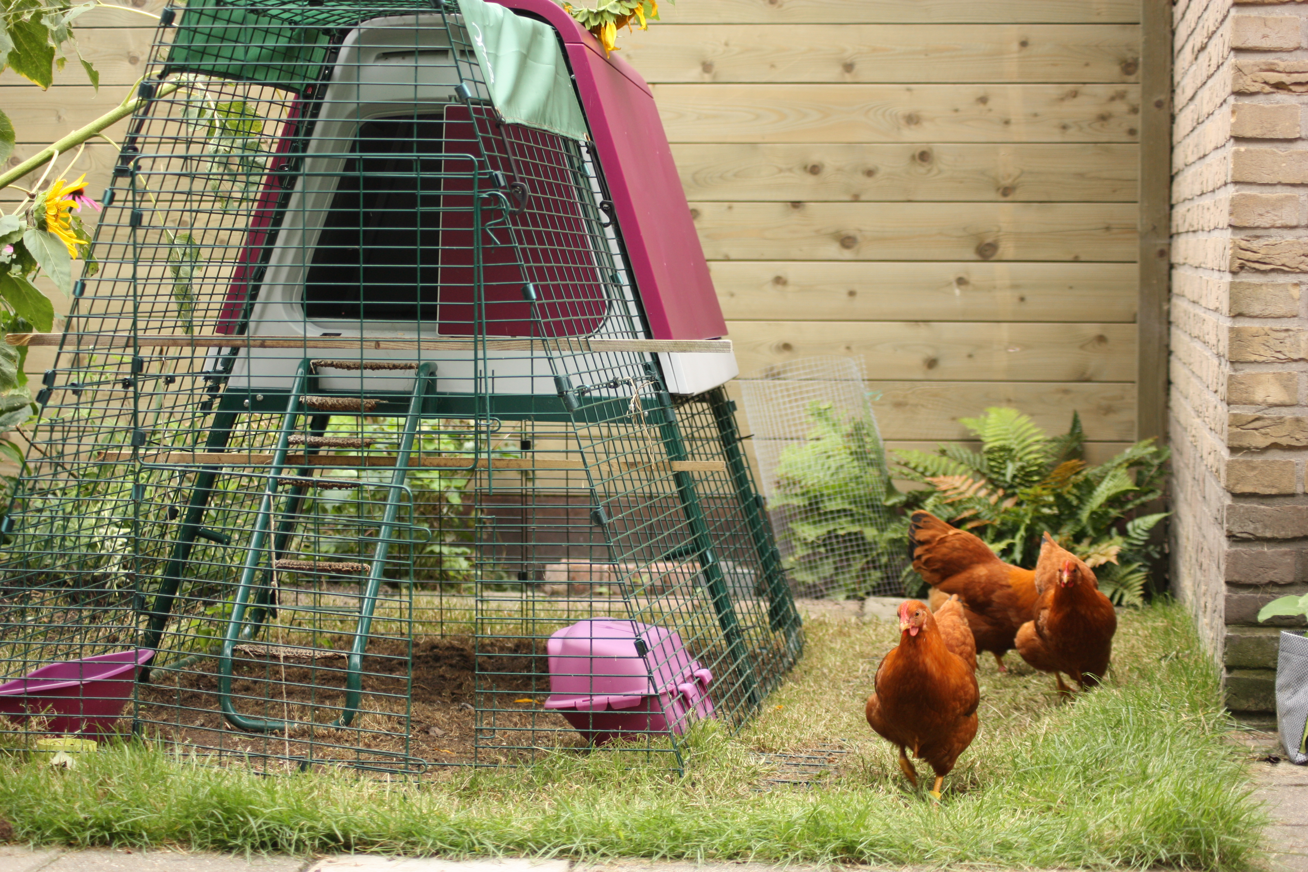 Les poules de Pauline Snel adorent se promener librement dans son jardin