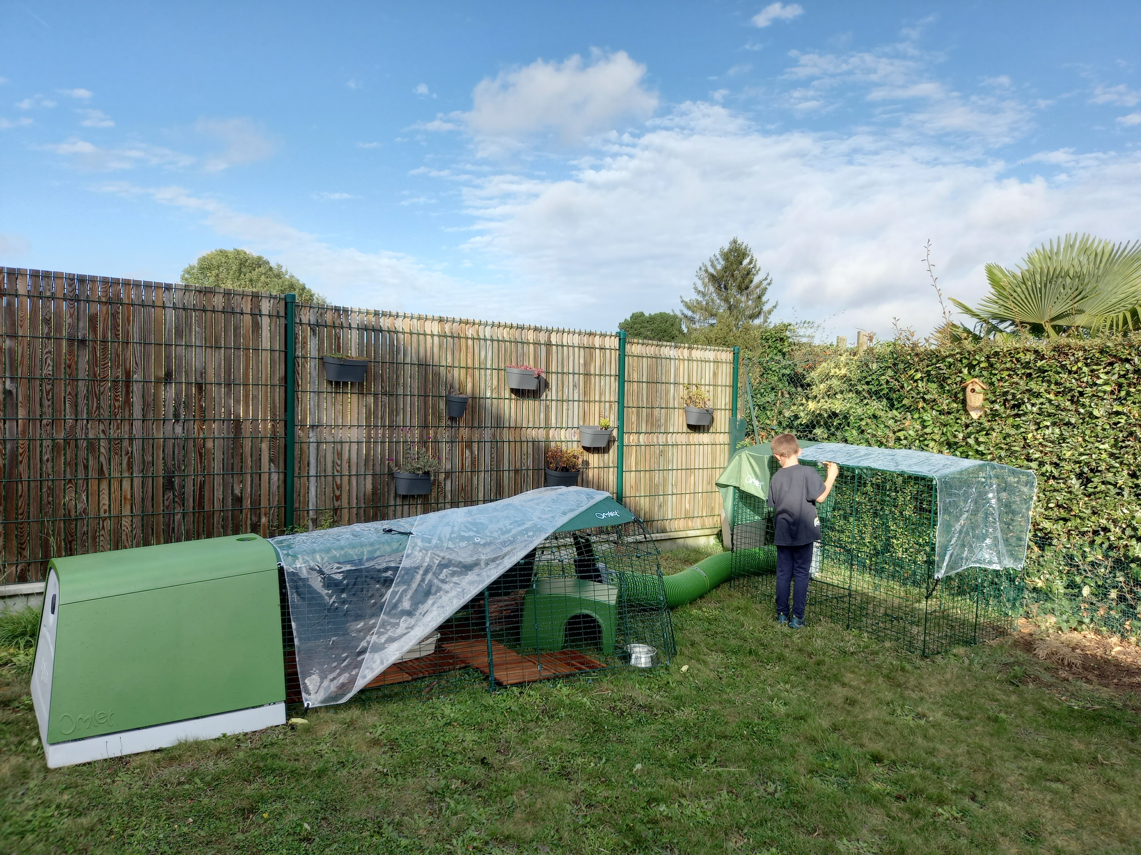 A chicken coop with a run, connected to a another enclosure with a green tunnel