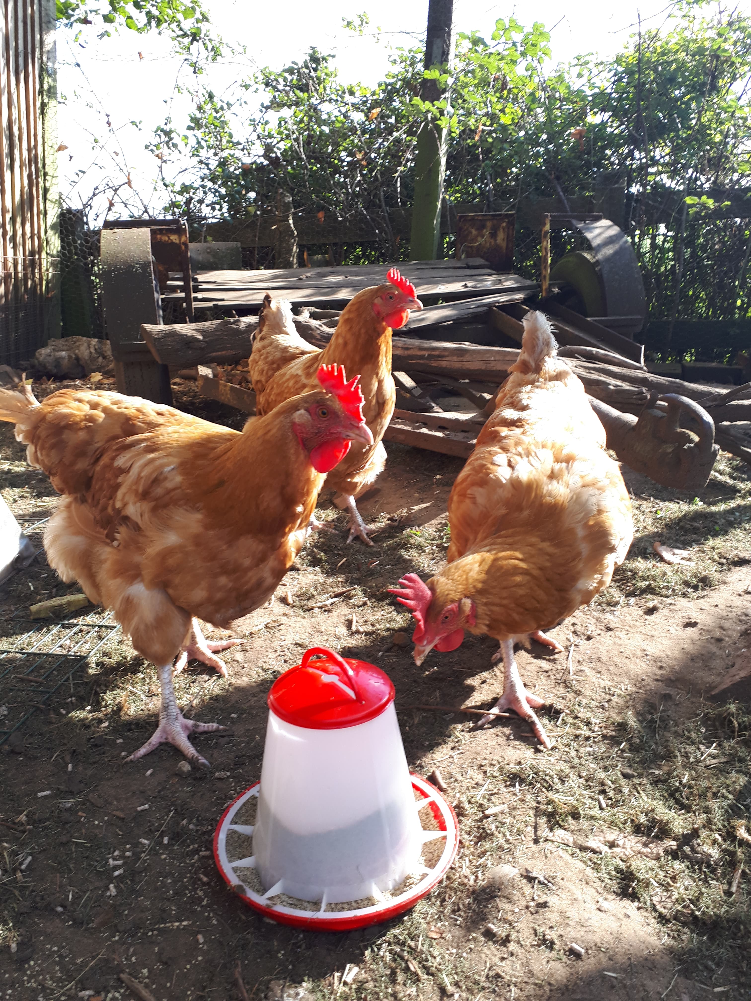 The girls enjoying their new feeder
