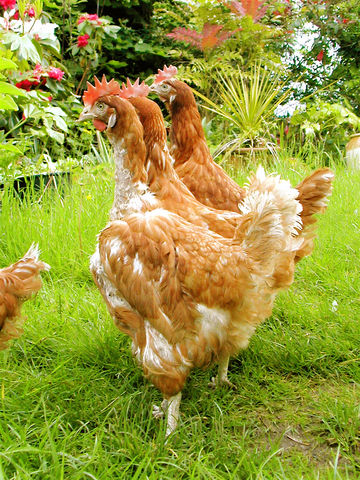 Tre fældende høns render rundt i haven og leder efter regnorme