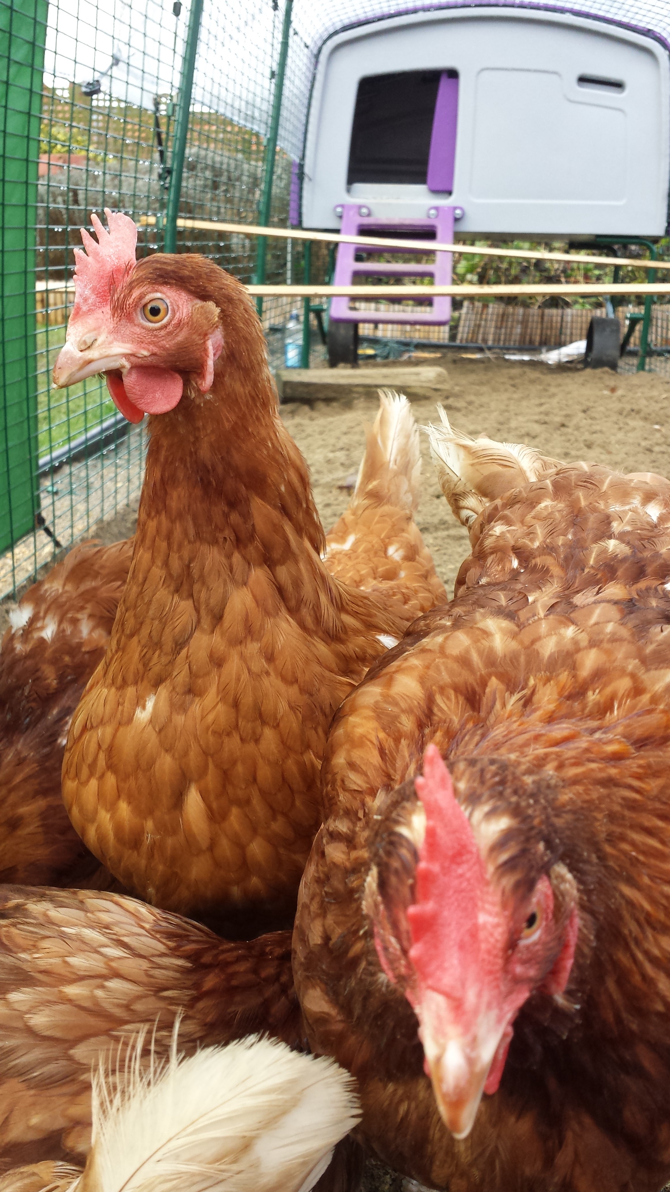 Les belles poules d'Anne Grace, rescapées d'une batterie, appréciant leur tout nouveau poulailler Eglu Go UP et son grand enclos pour poules