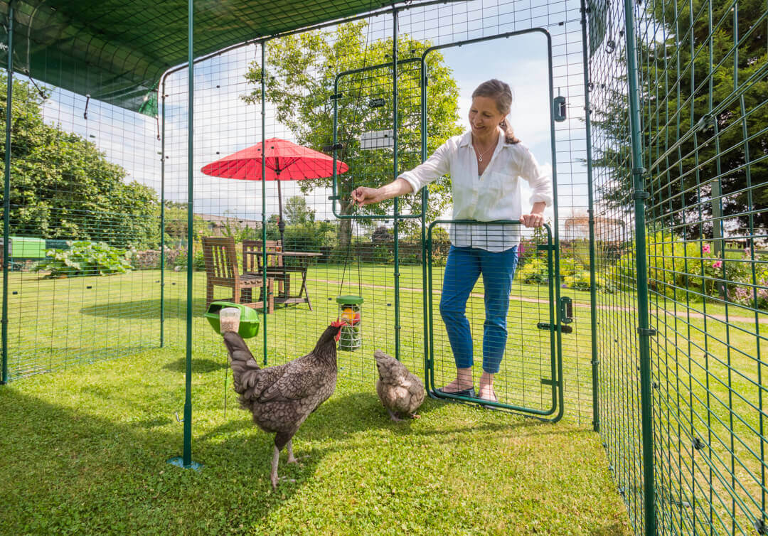 Kvinde ser på sine høns i en Omlet Walk-in hønsegård med forlængelse