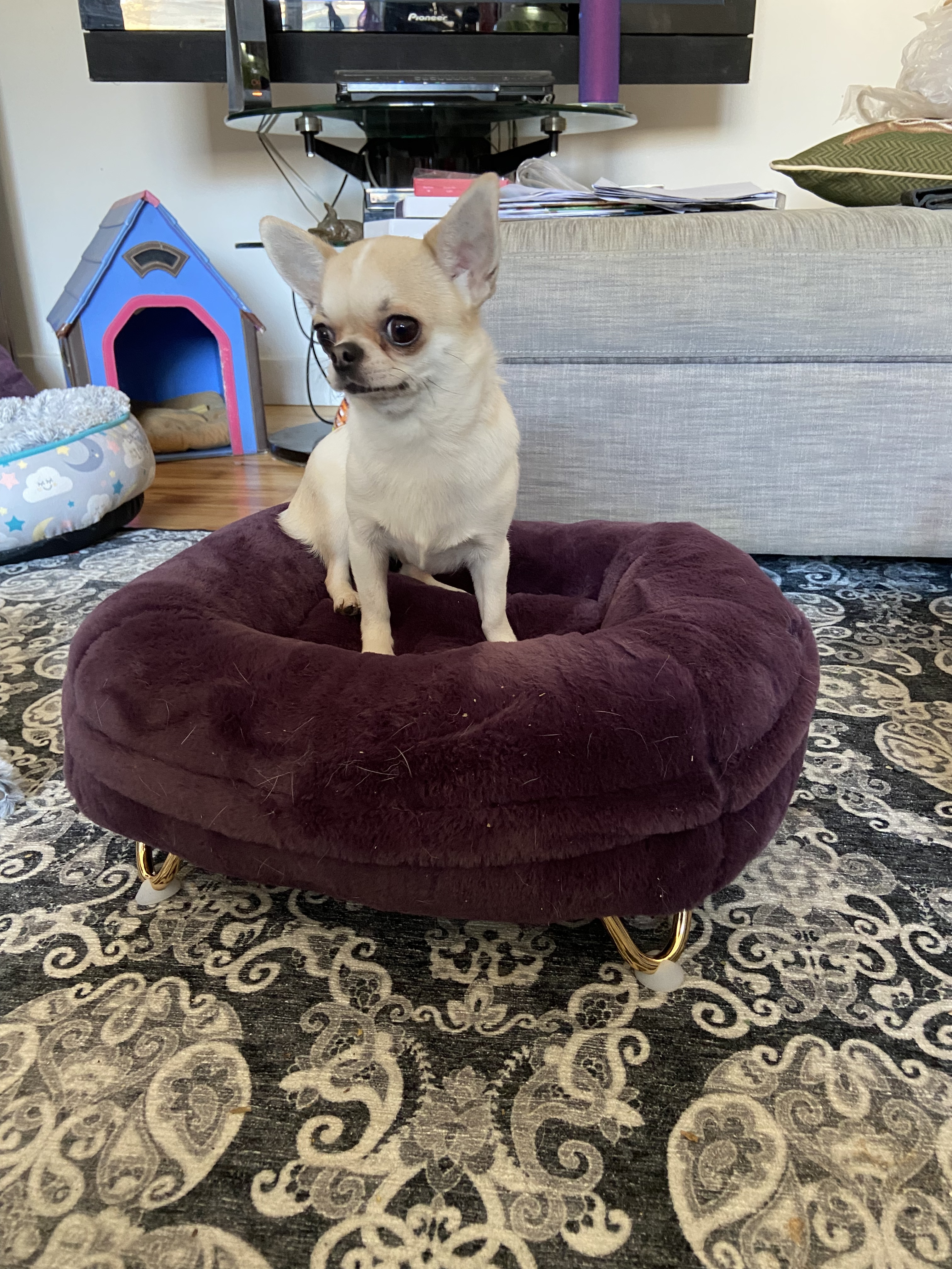 A chihuahua sitting on his purple donut shaped bed
