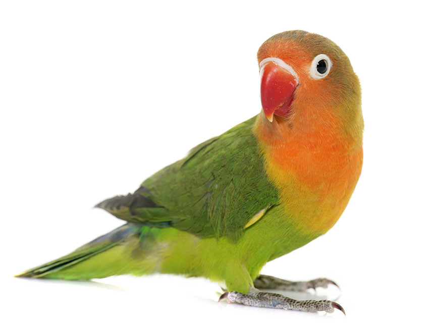 Parrot Diseases | Parrots and Disease | Parrots | Guide | Omlet UK