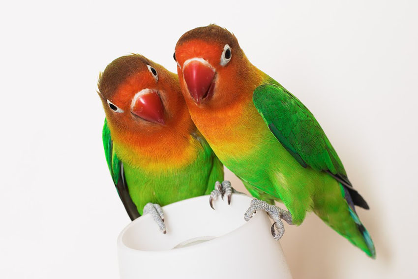 Fischers lovebird pair