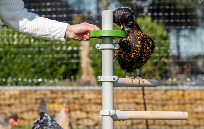 Eine Frau füllt die Leckerli-Schale für das freistehende Hühnerstangensystem mit Leckereien auf