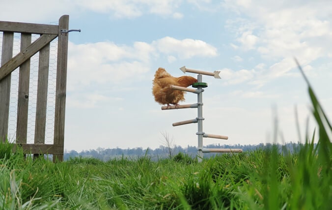 Ein Huhn verspeist auf dem universellen, freistehenden Hühnerstangensystem Leckereien aus der Leckerli-Schale
