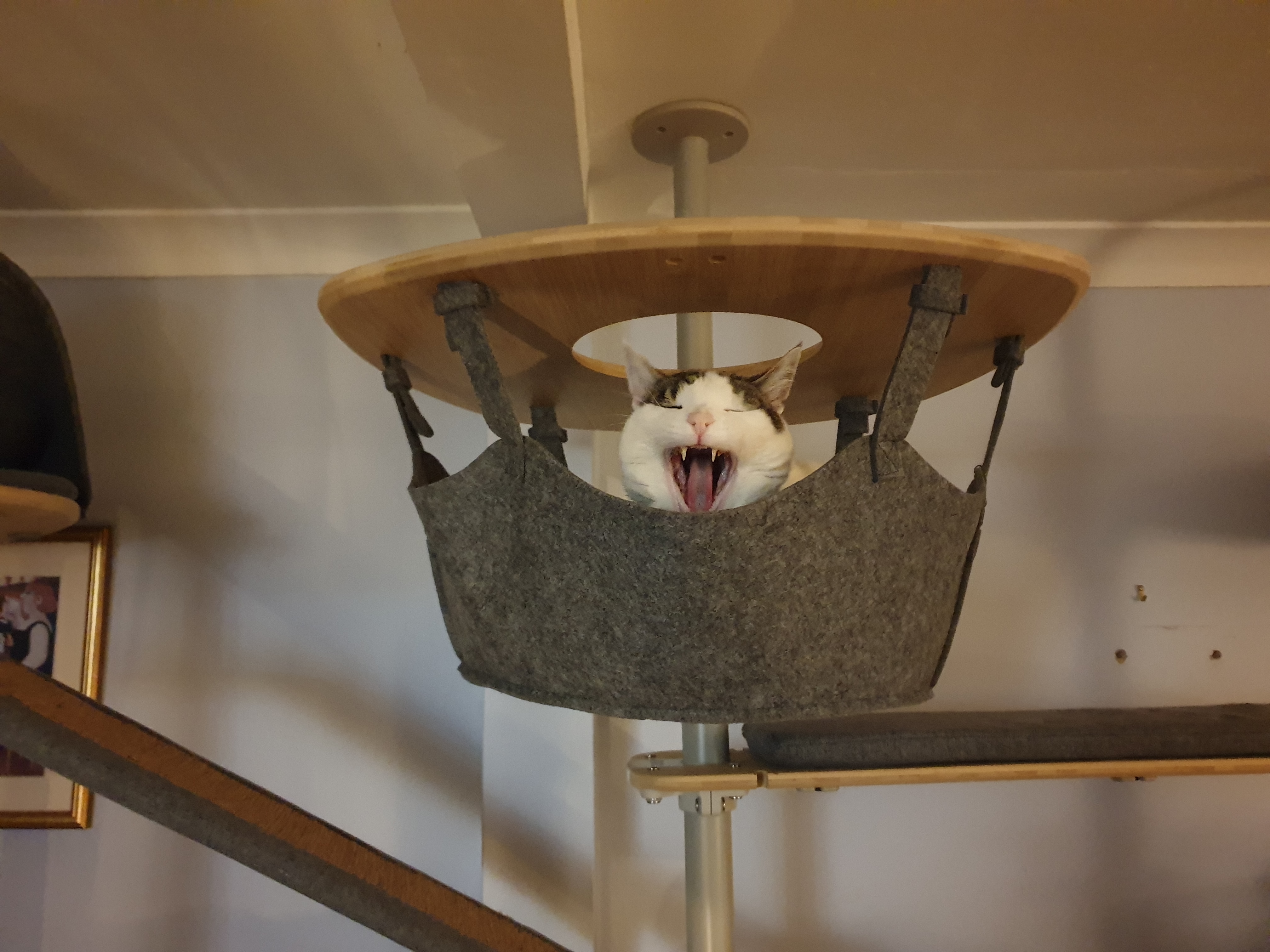 Een geeuwende kat in de hangmat van zijn binnenkattenboom