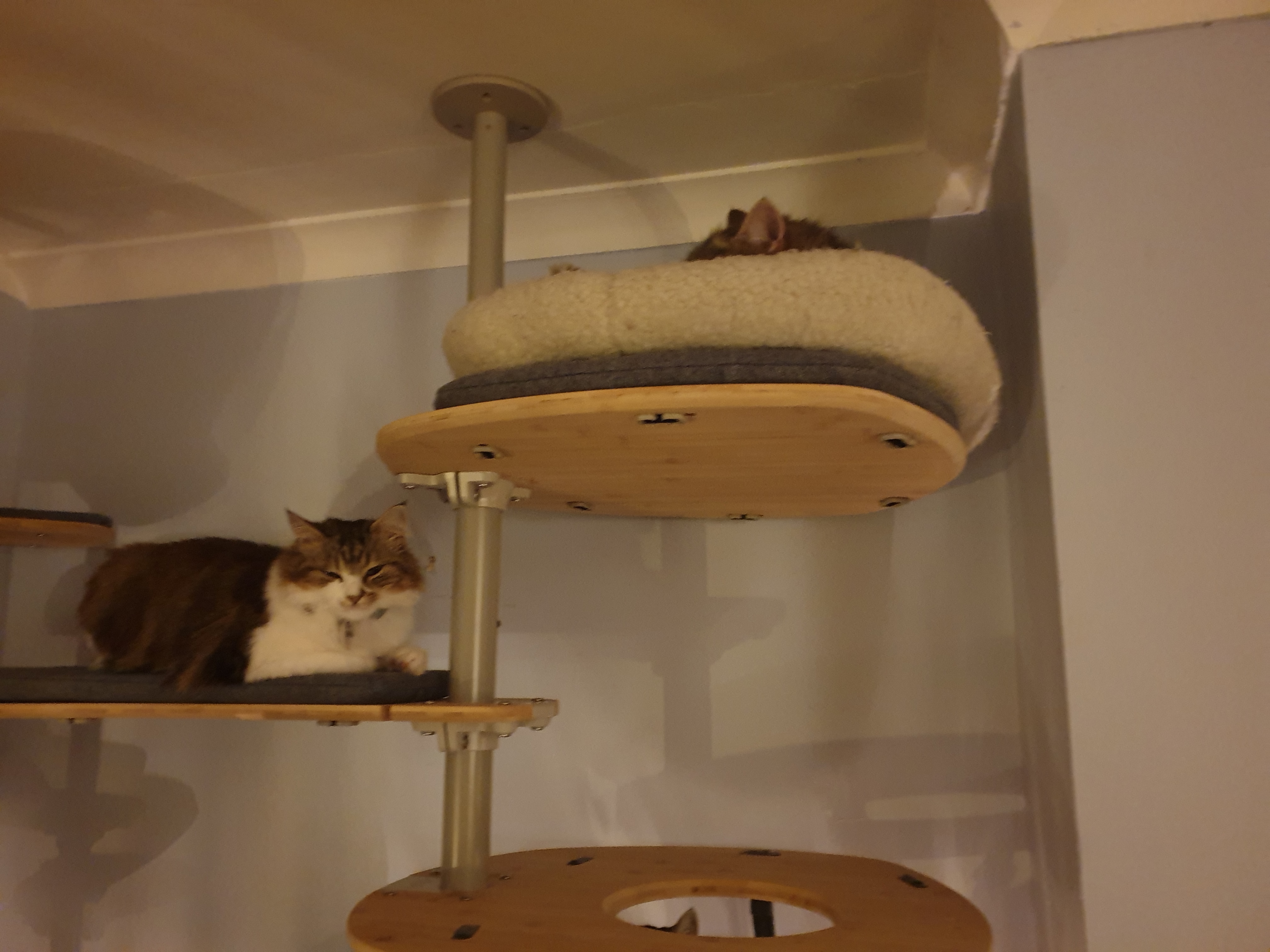 2 chats couchés sur les étagères de leur arbre à chat d'intérieur