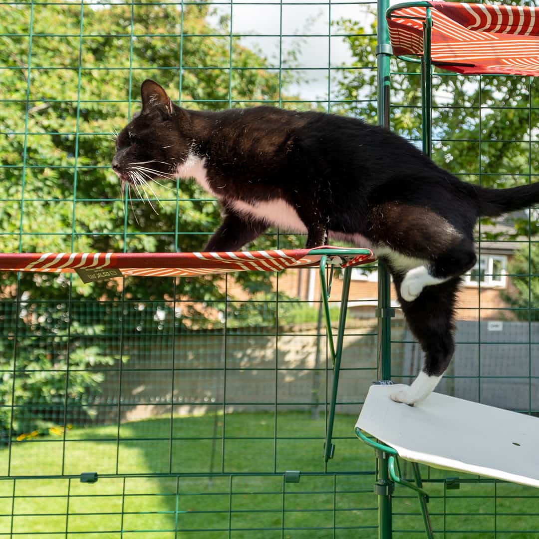 Gato trepando a la estantería roja para gatos de exterior en Omlet catio