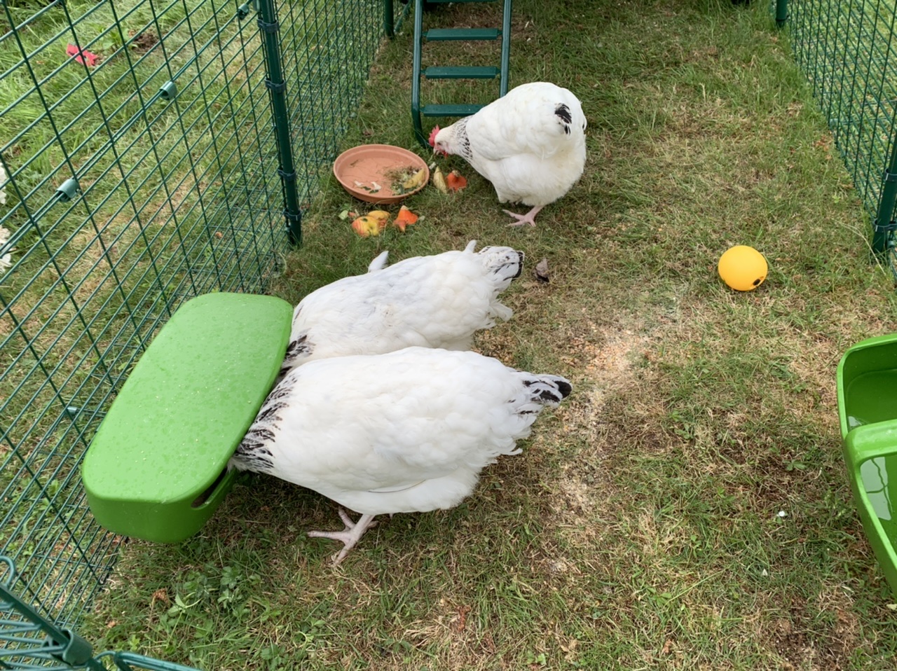 Tres pollos picoteando alGo de comida dentro de la extensión de un Eglu Cube