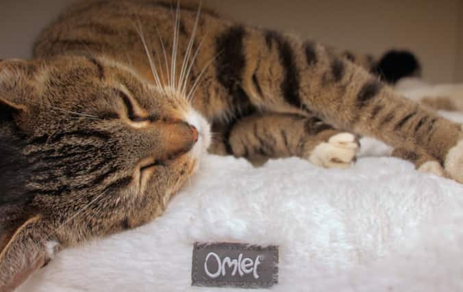 Gato descansando en la suave cama donut Maya de Omlet. Proporcione una relajación completa con la cama Maya Donut.