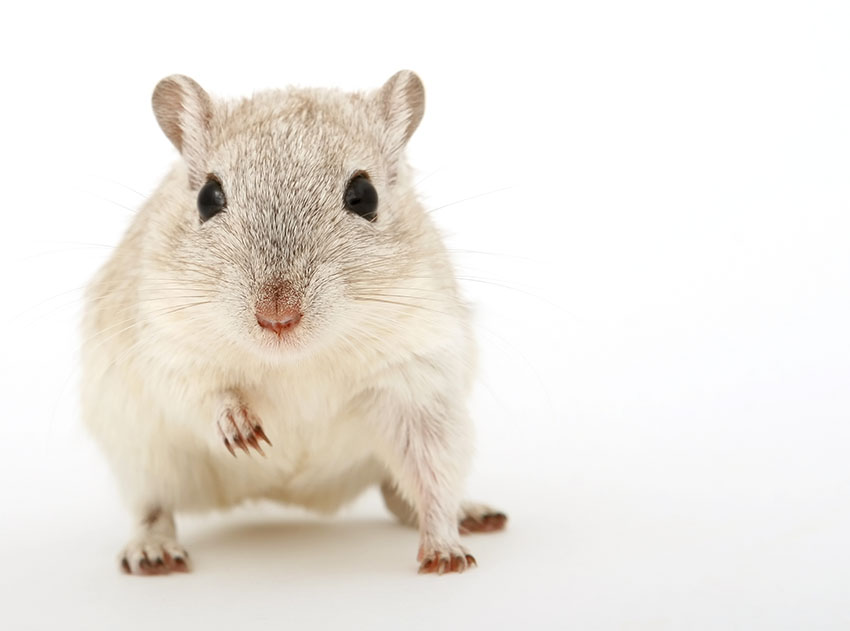 gerbils are rodents
