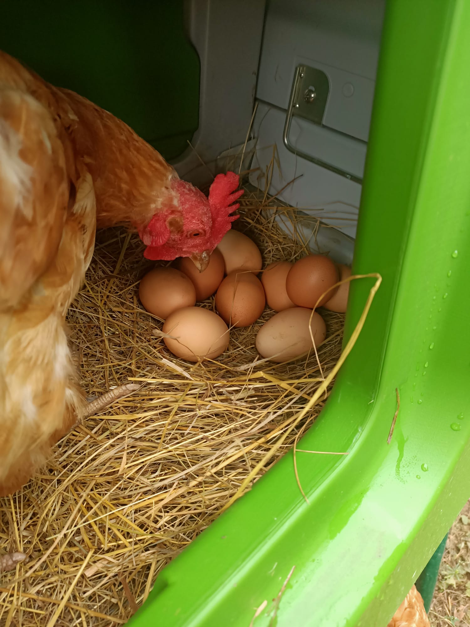 Una gallina haciendo un control de calidad de sus huevos en su caja nido