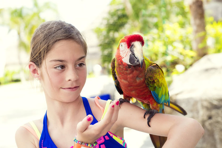 Green-winged Macaw tricks training