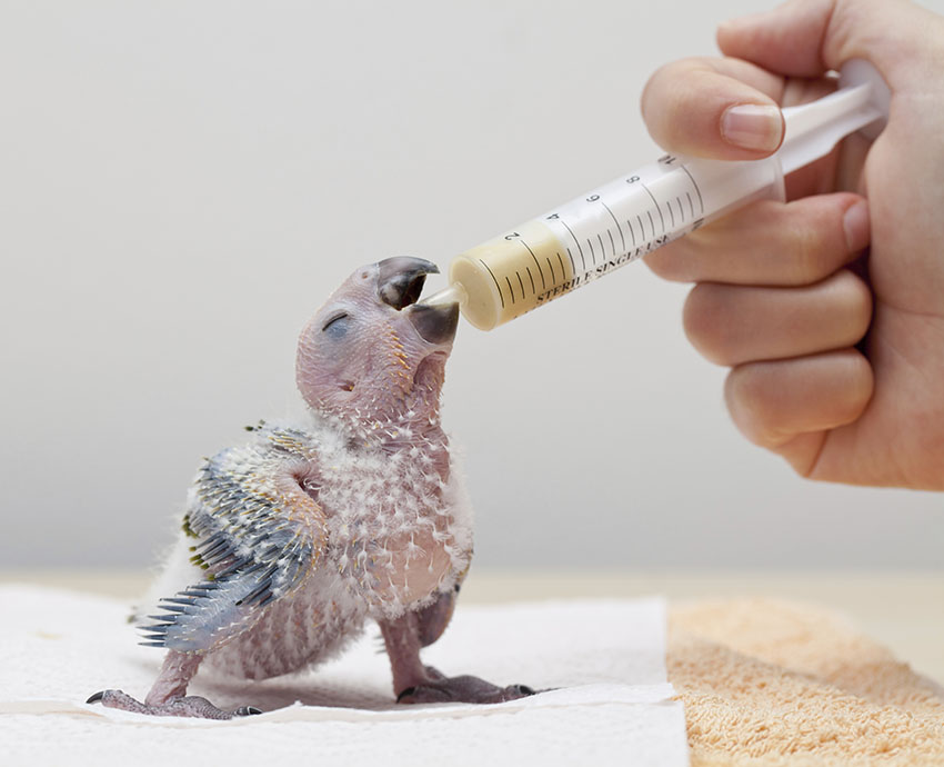 African Grey Parrot chick being hand-fed