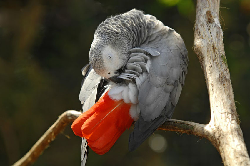 Grey parrot preening wing