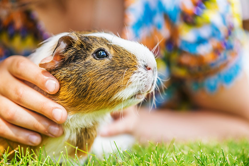 guinea pigs can be trained