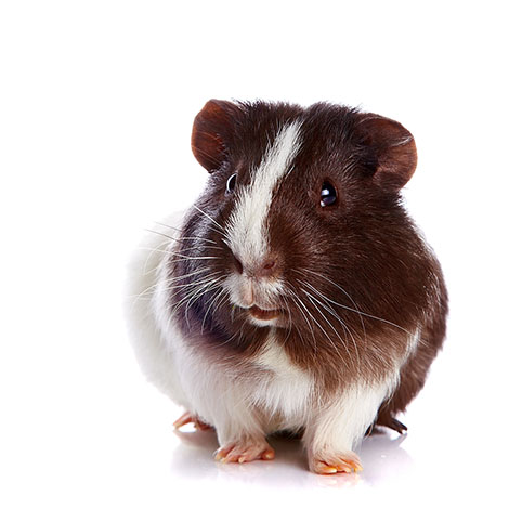 guinea pigs can cause allergic reactions