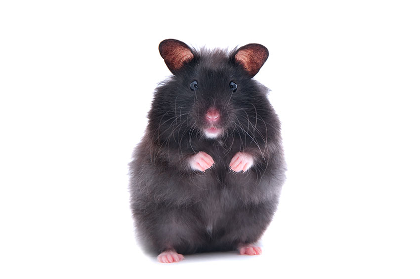 hamster ears are sensitive
