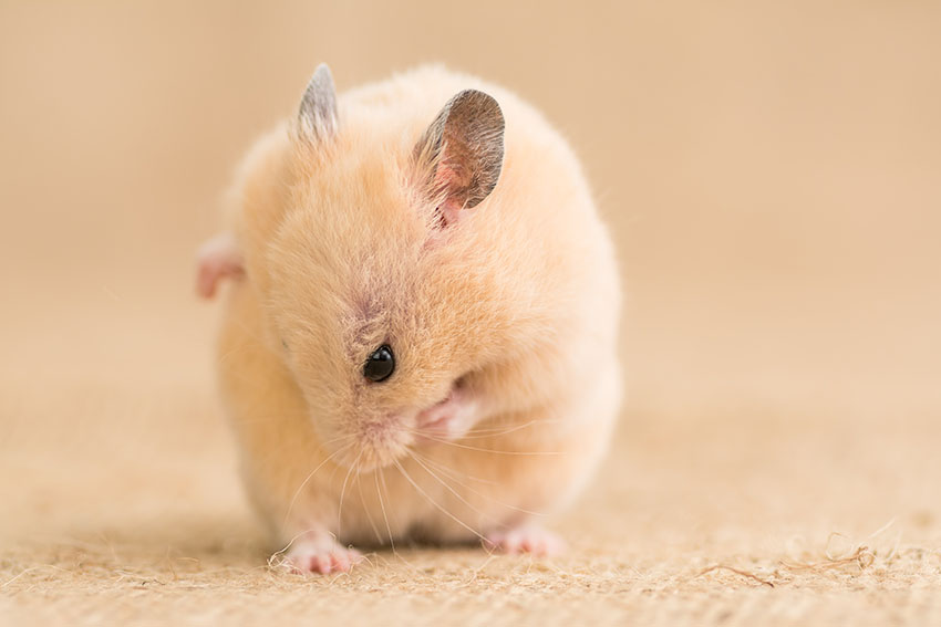 Vi har samlat ett par tips om hur du håller din hamsters hygien på topp