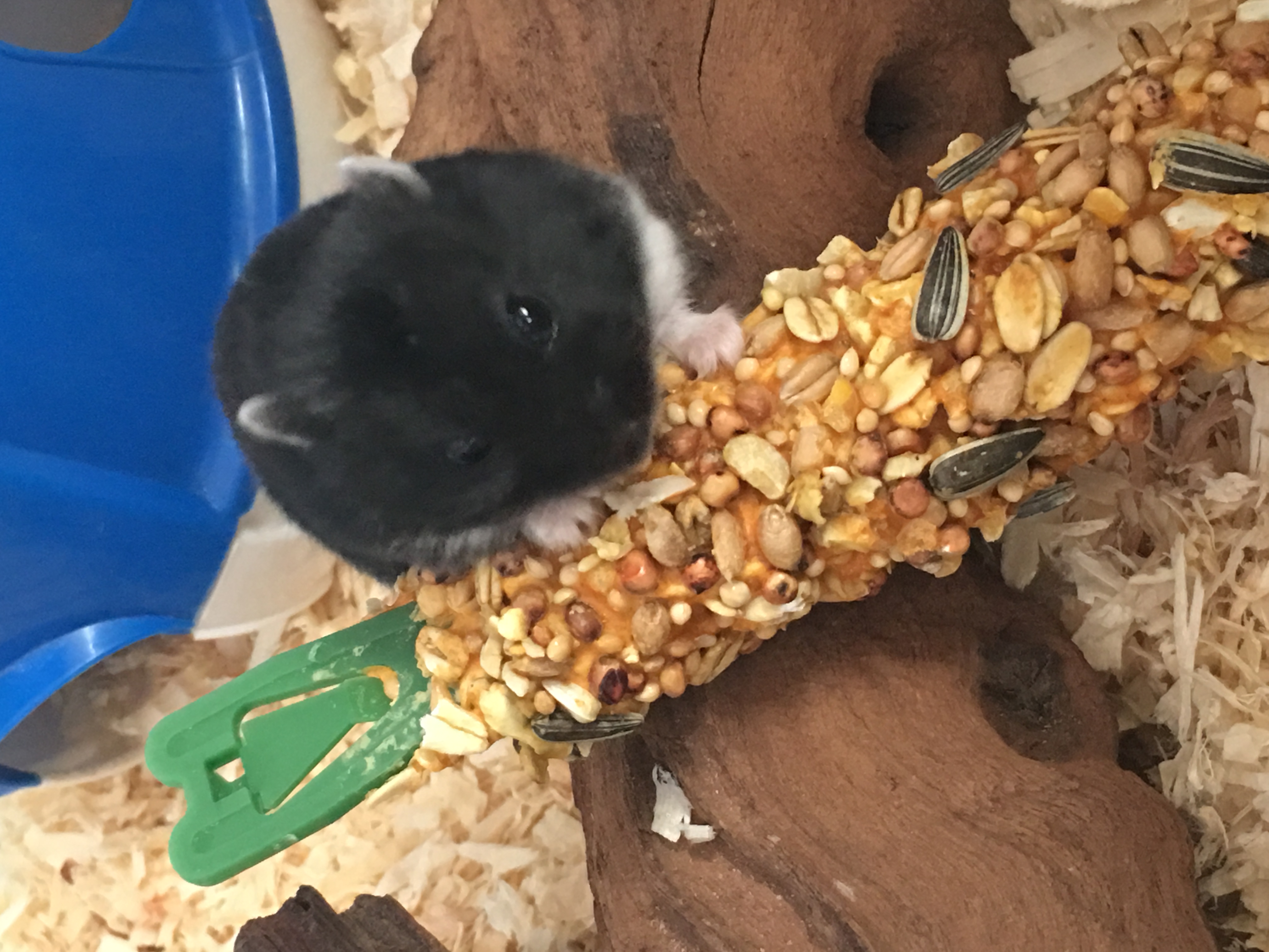 a small black hamster eating on a large treat toy in a cage