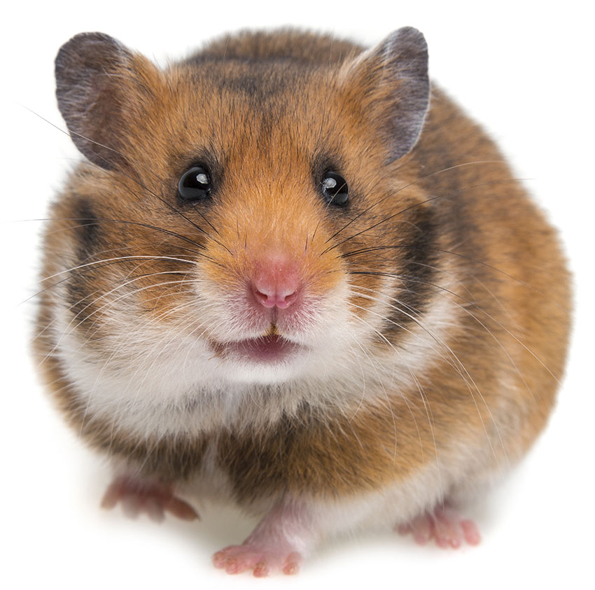 Råttor är större än alla hamsterarter
