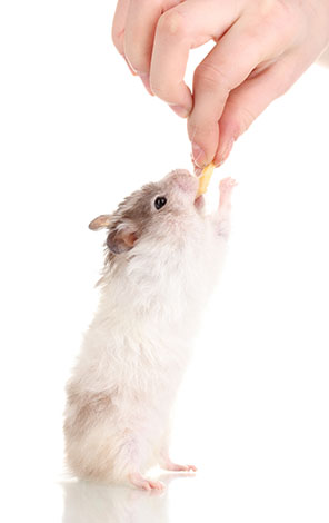 Om din hamster är för söt för att inte visa för andra, varför inte ställa ut hen?