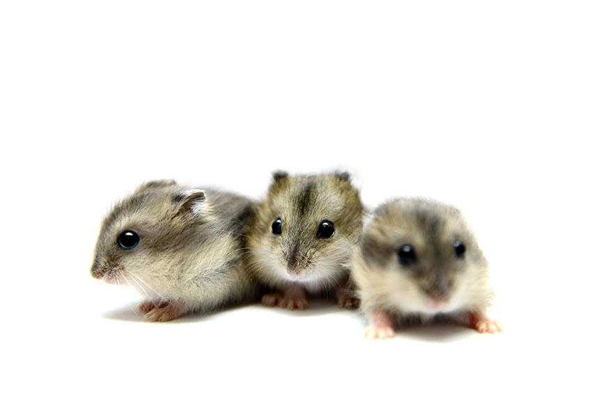 hamsters can live together