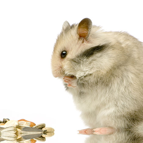 Din hamster kommer verkligen må bra av den underhållning leksaker ger dem, vare sig de är hemgjorda eller köpa i en djuraffär