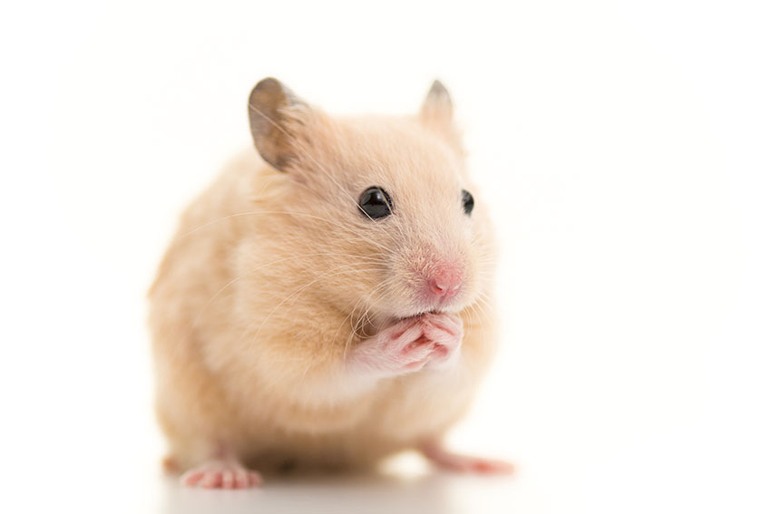 Om du planerar bilresan kommer din hamster slippa mycket onödig stress och oro