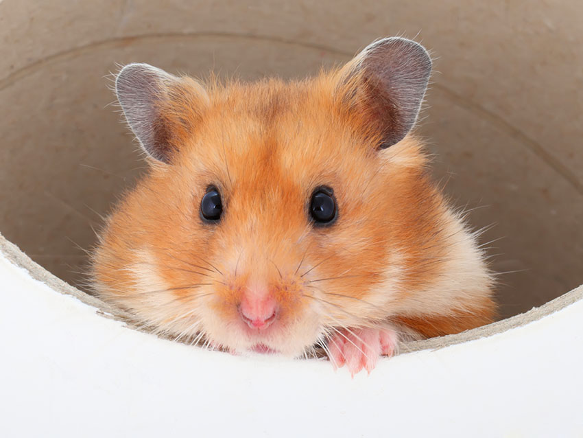 hamster health symptoms