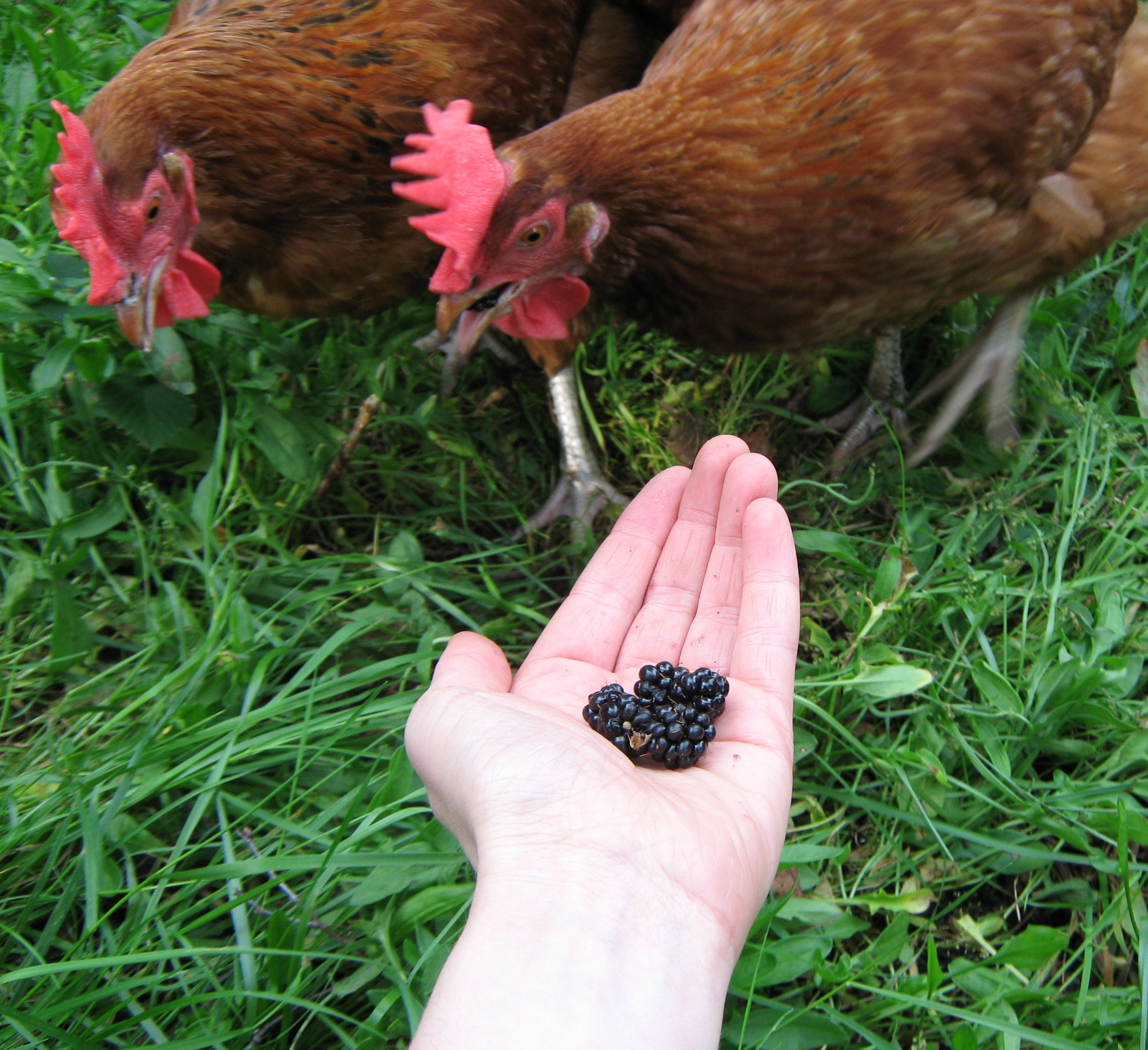 Jessica Umplebys Hühner lieben es, das Fallobst im Garten zu fressen