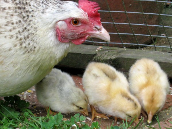 En høne med tre kyllinger
