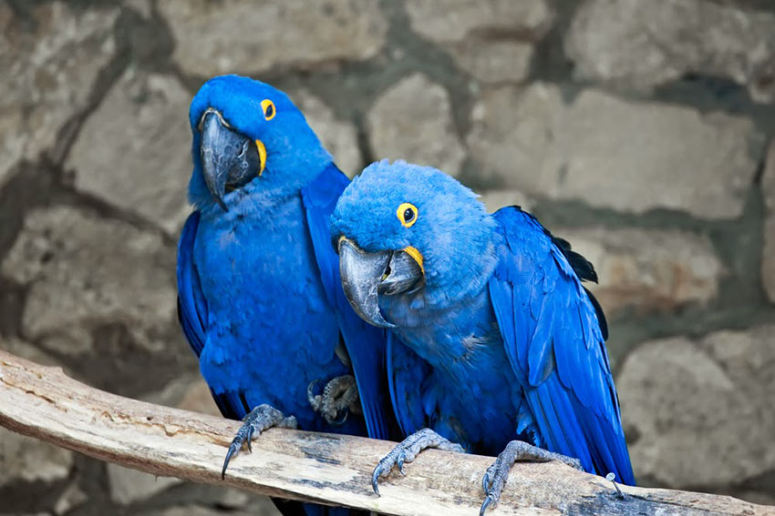 Hyacinth Macaw is an expensive bird