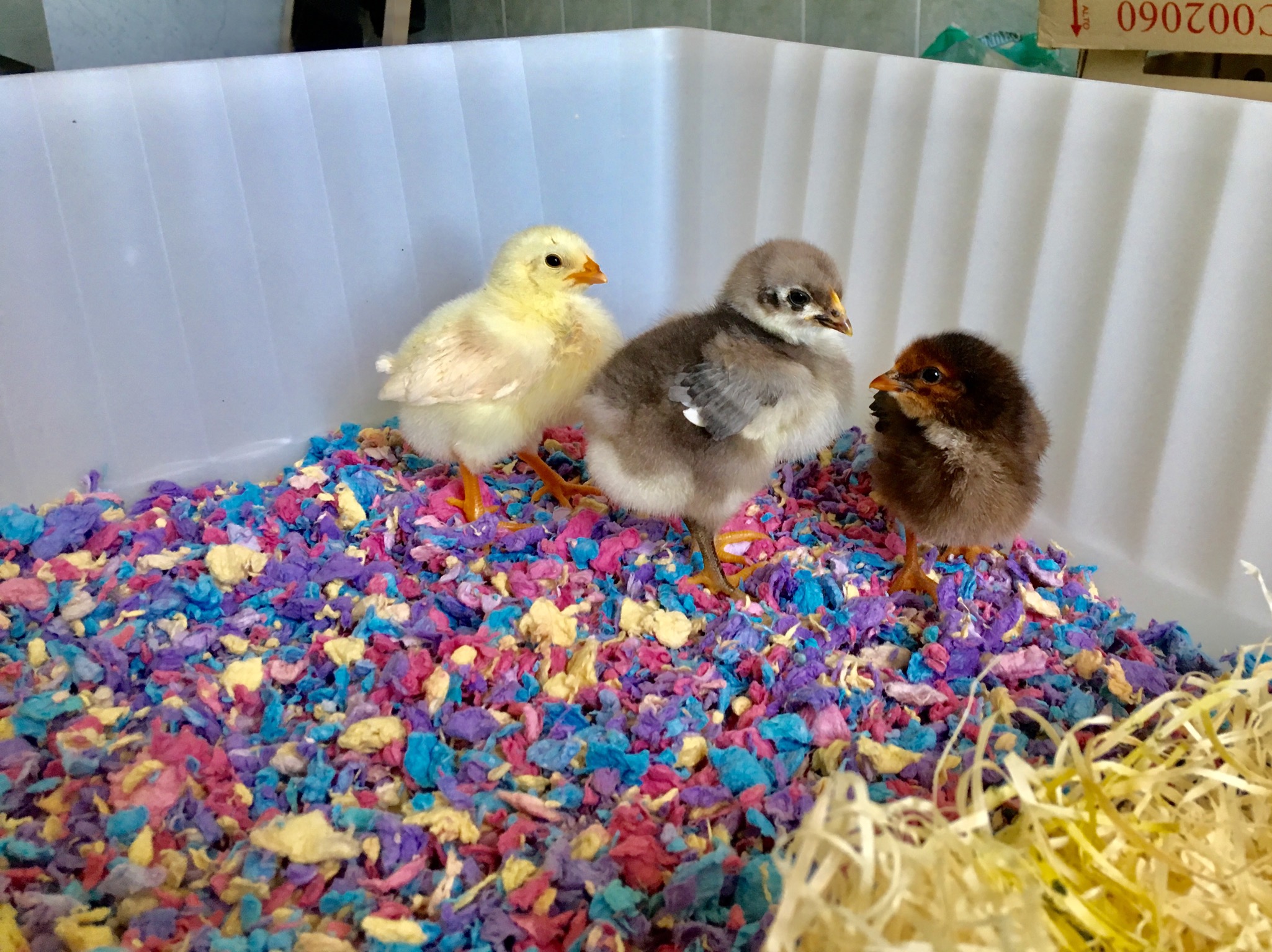 three small chicks, one yellow, one brown and one grey in a bedding tray