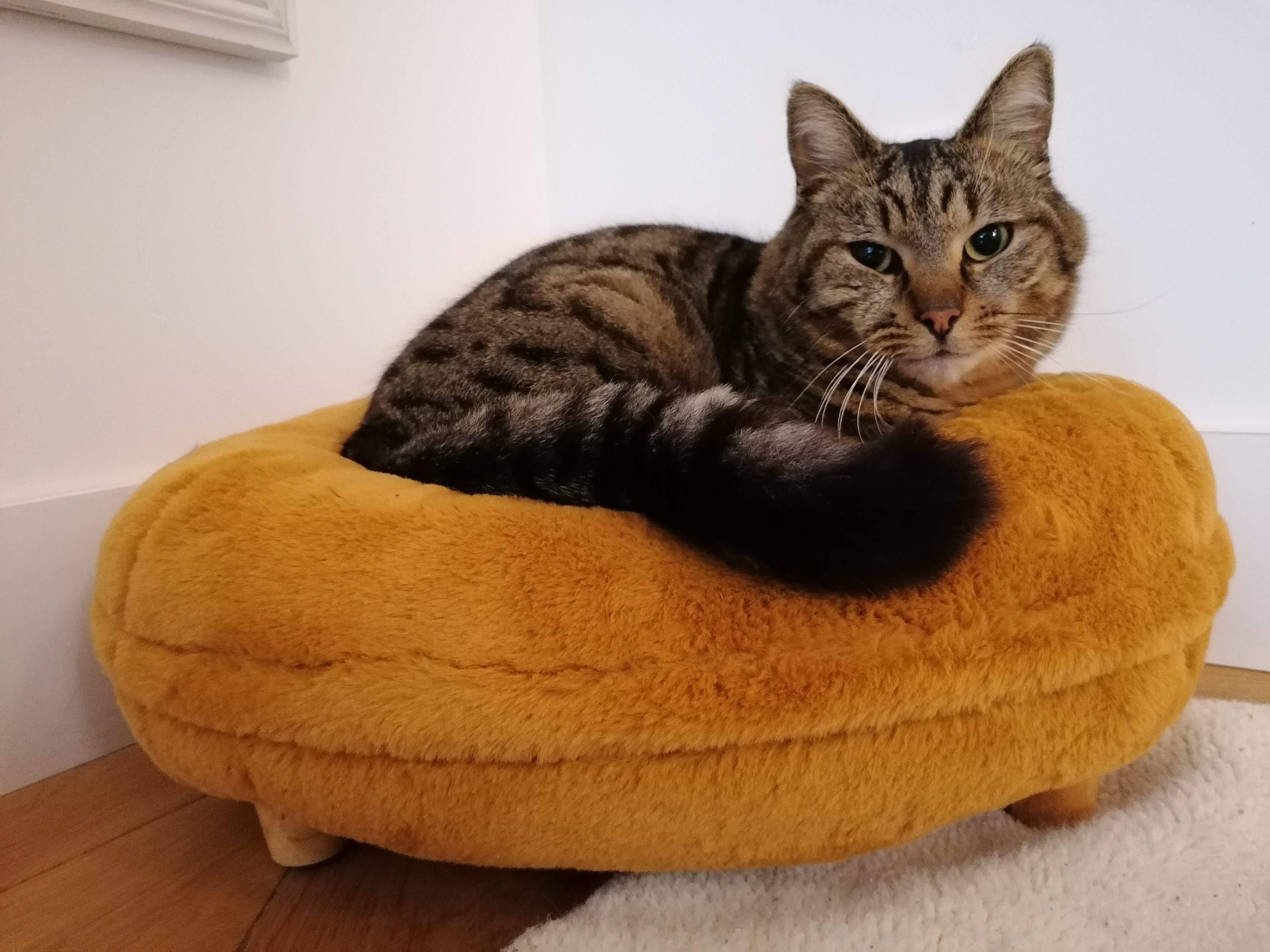 A cat resting in his yellow donut shaped cat bed