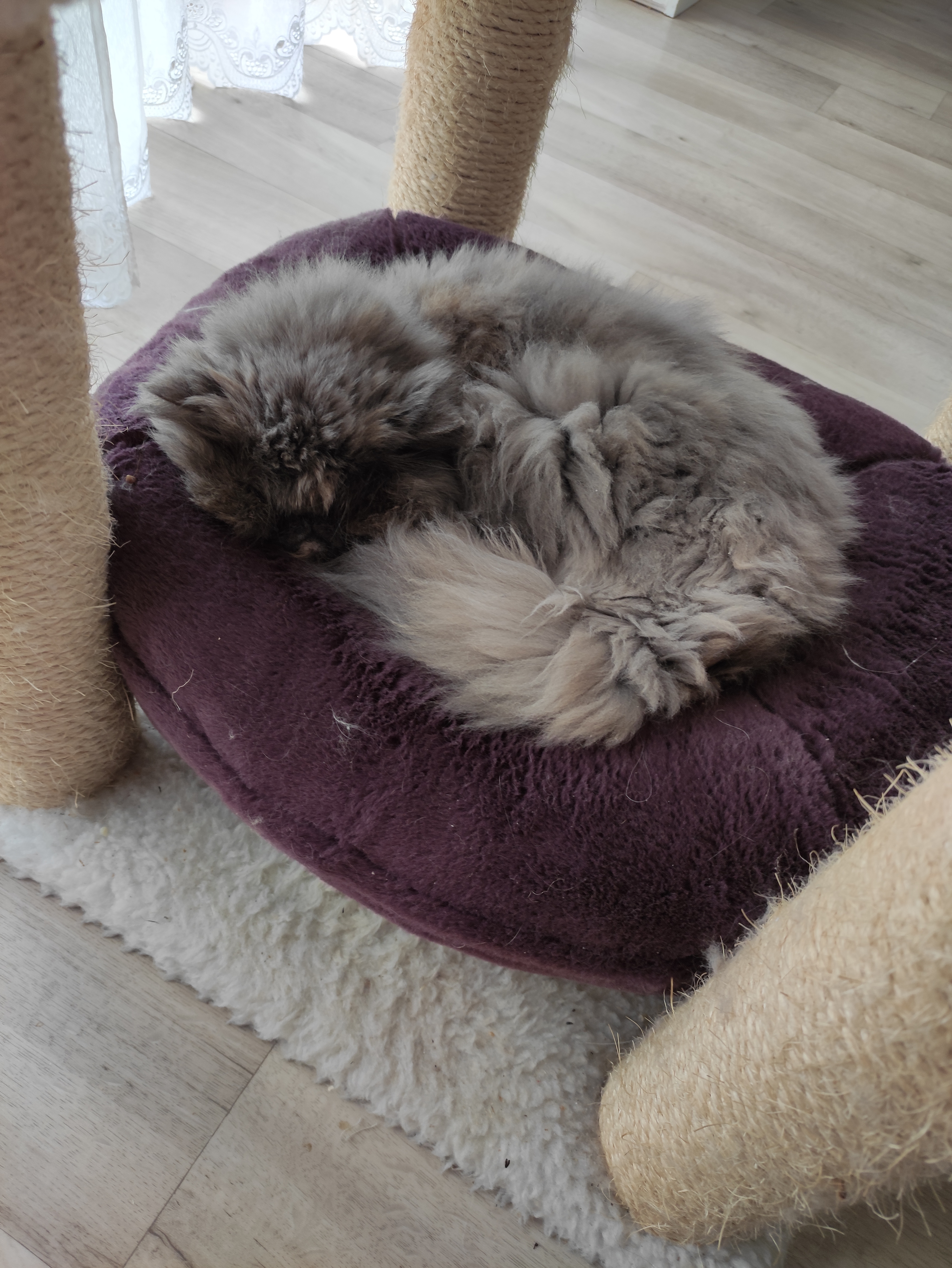 A grey cat sleeping in a purple donut shaped cat bed