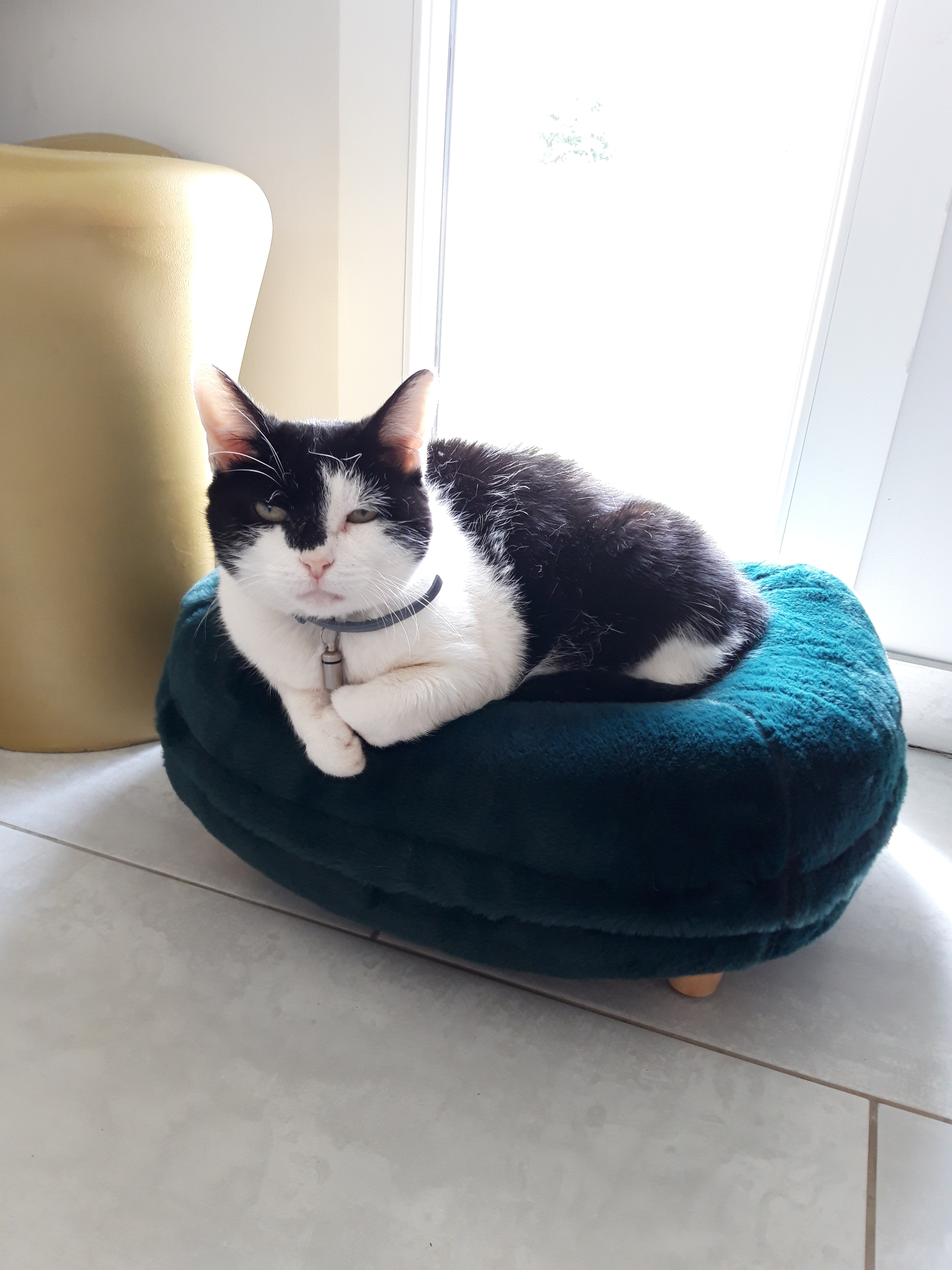 A cat resting in his blue donut shaped cat bed