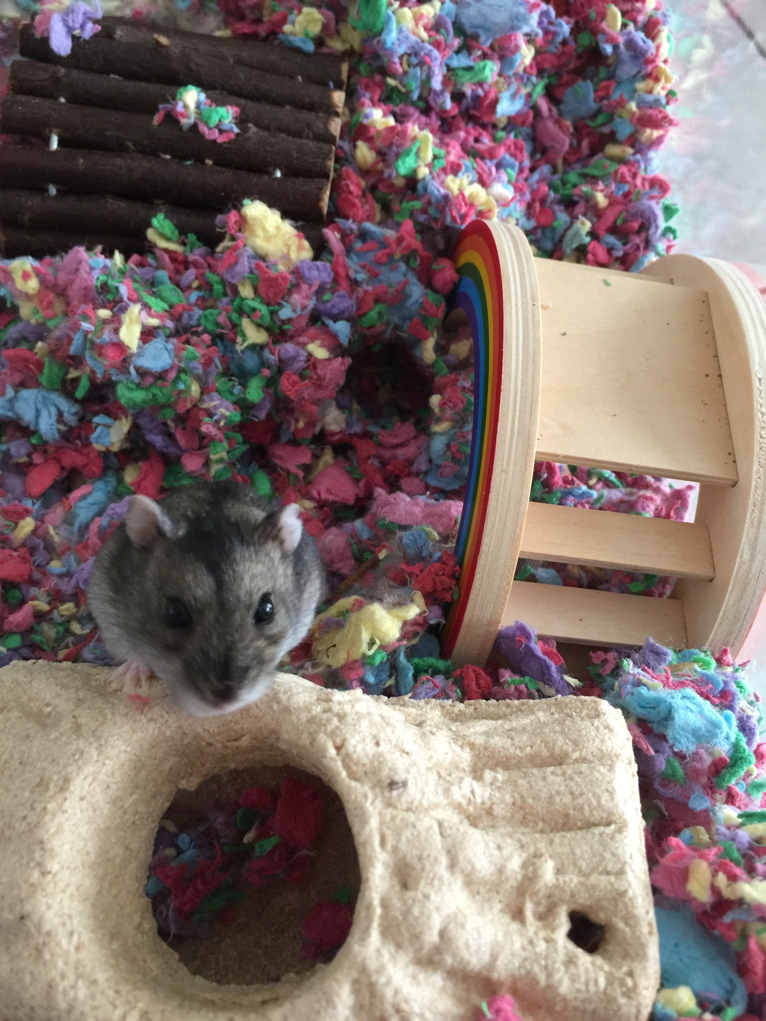 Our flock hamster 