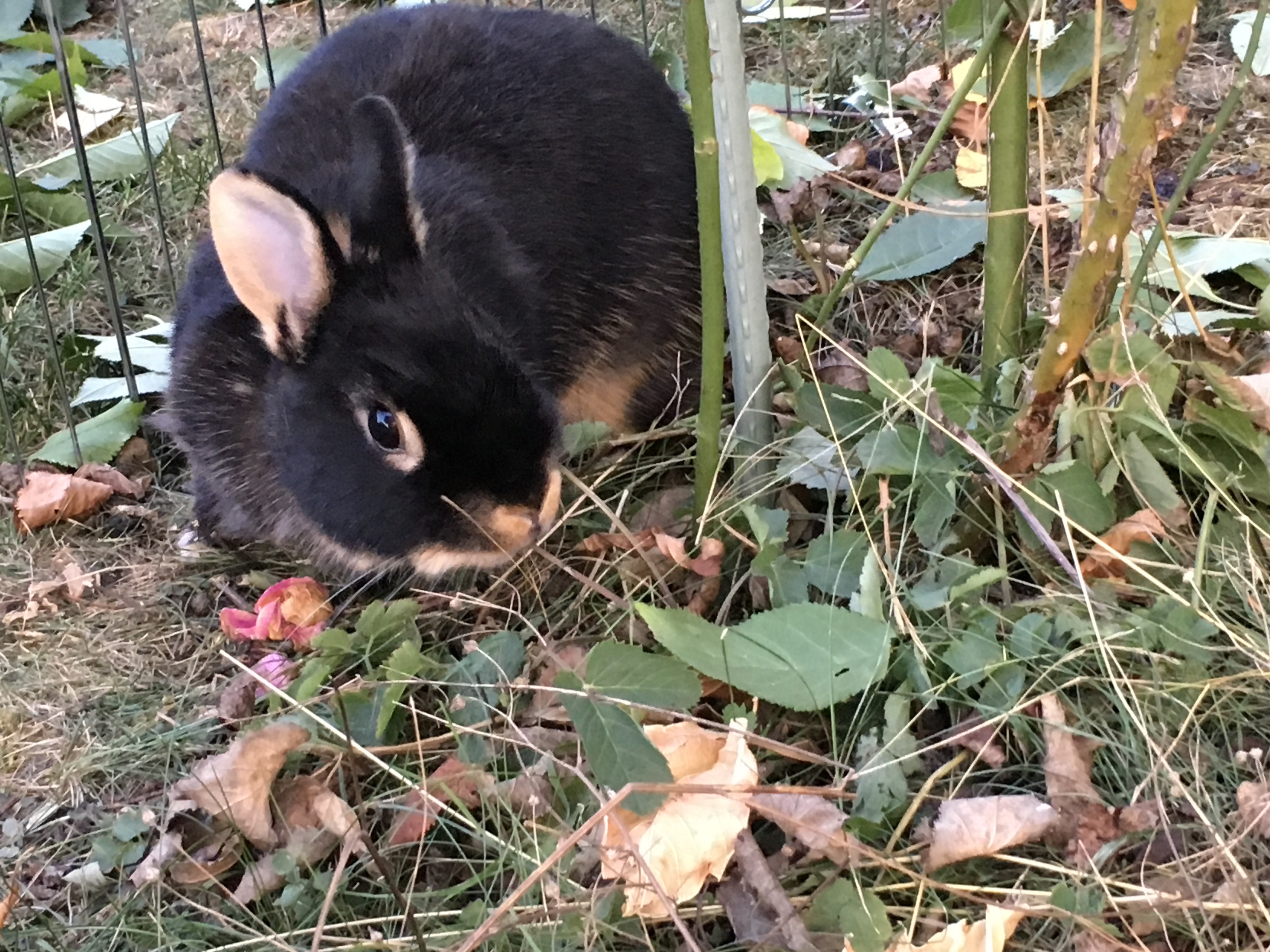 A black rabbit eating some leaves