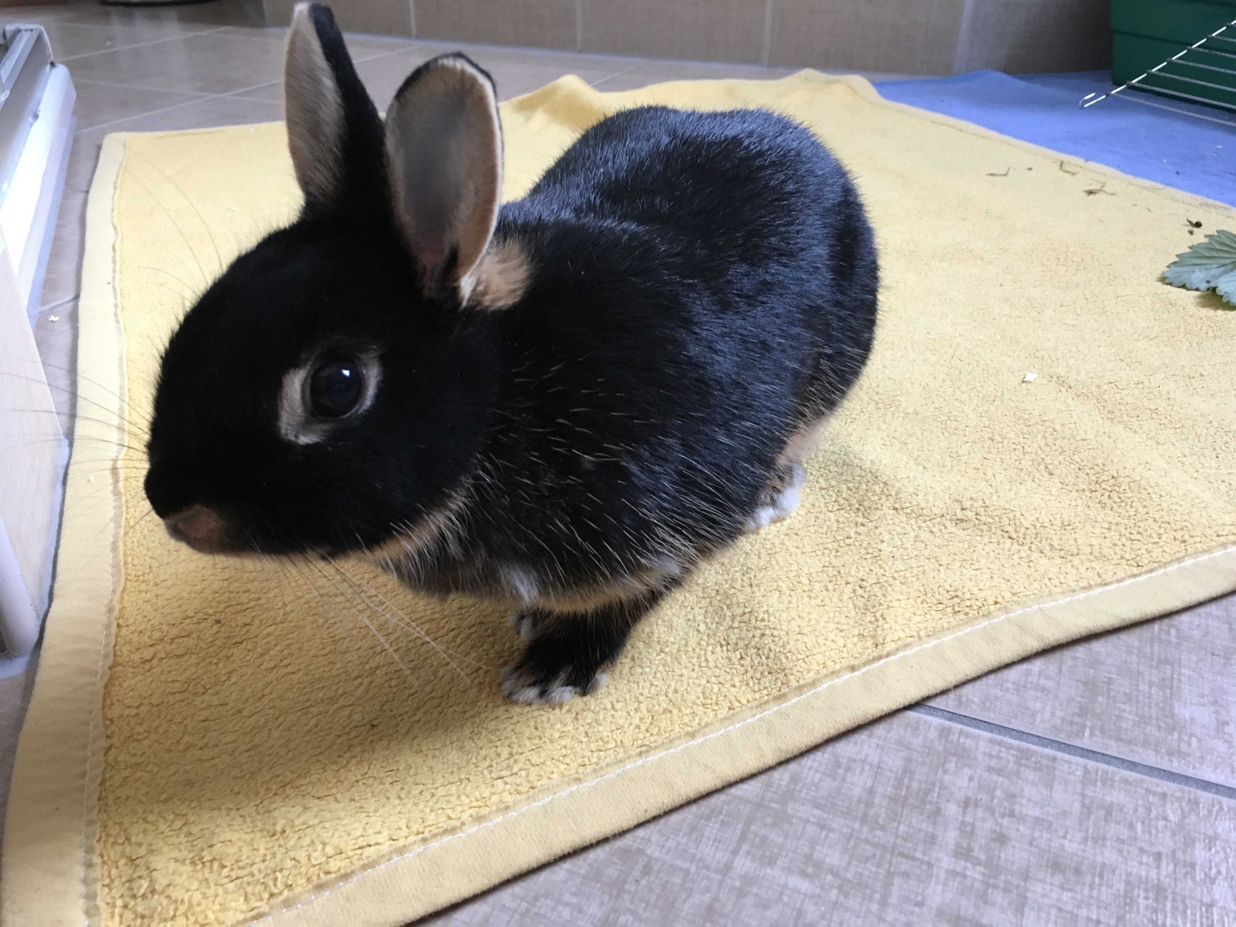 A black bunnie on a yellow carpet