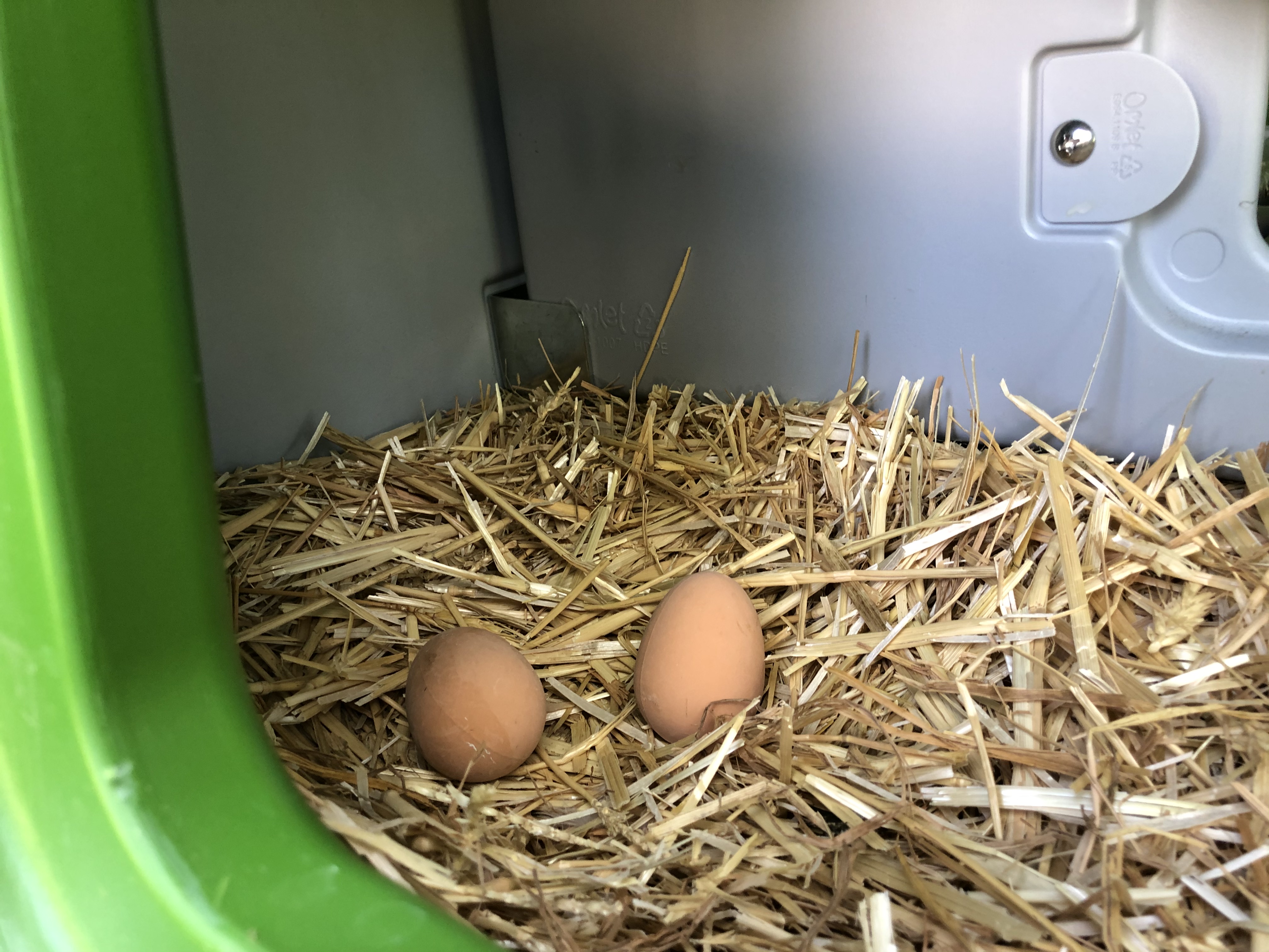 Dos huevos sentados en la caja de anidación Eglu.