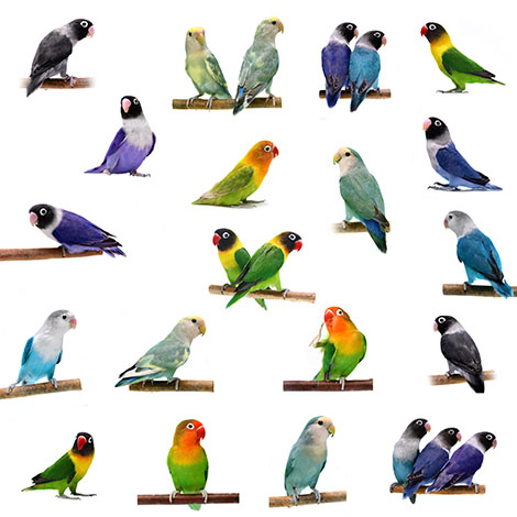 Lovebird varieties